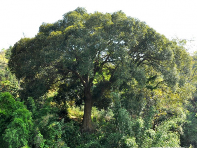 梅州市最美古树名木之锥树：平远县河头镇河头村红锥