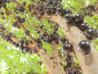 蕉岭：长在树上的“黑珍珠”丰收啦！