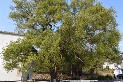 梅州市最美古树名木之樟树：大埔县西河镇东方村樟树