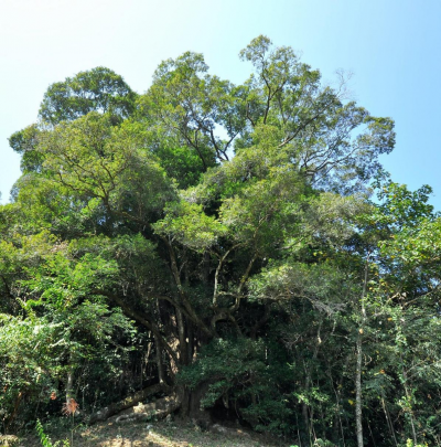 梅州市最美古树名木之蕈树：平远县泗水镇金田村伯公树（细柄蕈树）