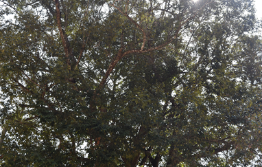 梅州市最美古树名木之锥树：大埔县青溪镇青丰村红锥 