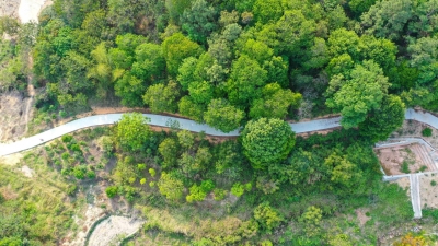 大路穿群山，小路通心间！大丰华高速施工便道变身“致富路”  