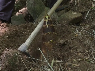 钻竹林，寻“山珍”！春季食“鲜”正当时！