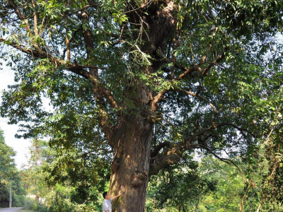 梅州市最美古树名木之锥树：平远县河头镇双溪村红锥