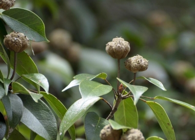 梅州市最美古树名木之蕈树：平远县仁居镇木溪村蕈树（细柄蕈树） 