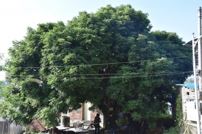 梅州市最美古树名木之龙眼树：大埔县湖寮镇岭下村龙眼树 