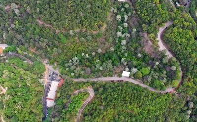 悄悄告诉你，百岁山郊野公园桐花如雪绽放！打卡指数满点~