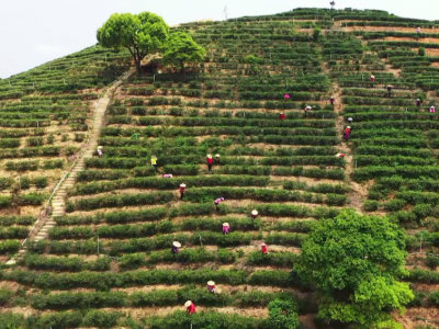 采茶季，采茶技！五华这场“指尖上的较量”比的是真功夫！