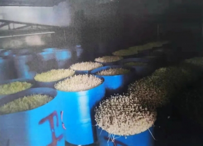 这么多“毒豆芽”！梅州这个蔬菜档口被追查出来了！警方：一个不放过！