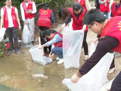 快看！60万尾鱼宝宝游进五华江河水域