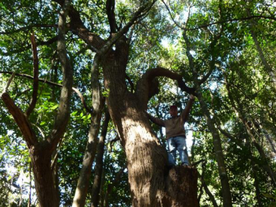 梅州市最美古树名木之樟树：梅县区桃尧镇桃源绿色山庄樟树