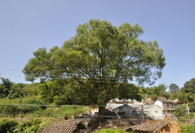 梅州市最美古树名木之樟树：平远县石正镇马山村樟树