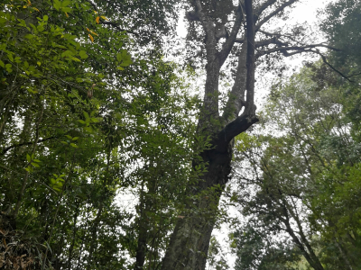 梅州市最美古树名木之锥树：大埔县湖寮镇进光村红锥 