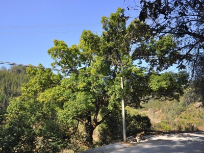 梅州市最美古树名木之樟树：平远县泗水镇文贵村樟树 