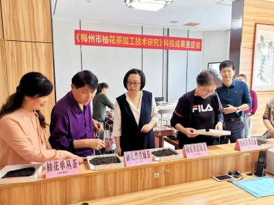梅州柚+嘉应茶=柚花茶！《梅州市柚花茶加工技术研究》成果通过省级鉴定