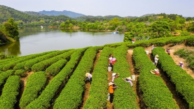 屡获重要奖项和荣誉，“嘉应茶”是如何高质量发展的？来看答案