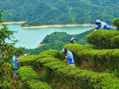 又一个“国字号”！丰顺单丛茶入选全国名特优新农产品名录