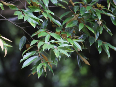 梅州市最美古树名木之锥树：平远县石正镇安南村红锥