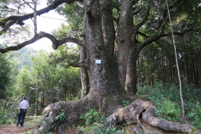 梅州市最美古树名木之蕈树：平远县上举镇文裕村蕈树（细柄蕈树） 