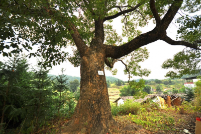 梅州市最美古树名木之樟树：平远县上举镇符坑村樟树