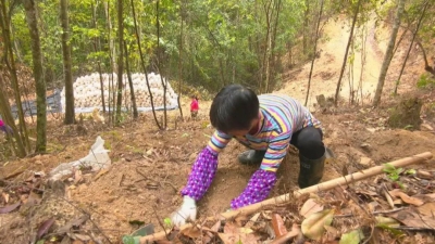 小灵芝撑起“致富伞”！平远上举镇八社村大力发展仿野生灵芝种植产业