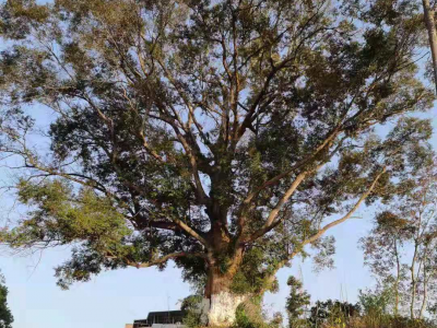 梅州市最美古树名木之锥树：兴宁市石马镇洋门村红锥