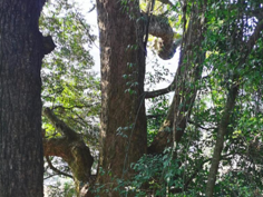 梅州市最美古树名木之锥树：五华县周江镇甘茶村古红锥树 