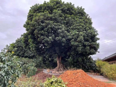 梅州市最美古树名木之龙眼树：梅县区松口镇大黄村龙眼