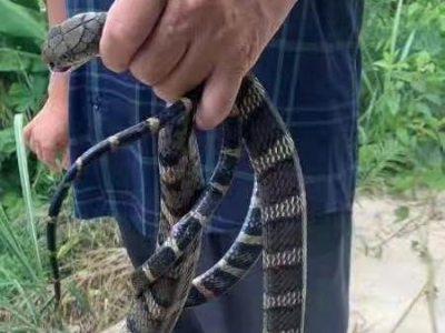 把“过山峰”当“南蛇”，丰顺一村民被咬抢救无效身亡...