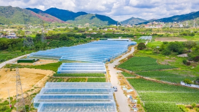复耕撂荒地  种出好“钱”景！梅县区丙村镇田头村集约土地发展蔬菜种植