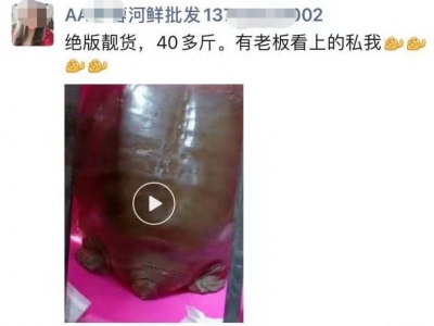 胆可真大！朋友圈叫卖国家一级保护动物，抓！