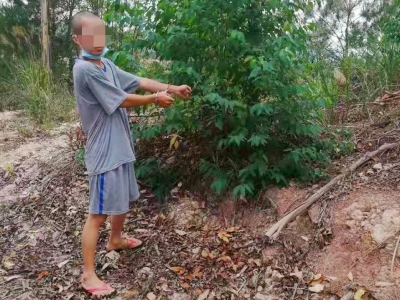 三晚盗伐桉树9.7吨！梅县这两兄弟化身“光头强”竟是为了...