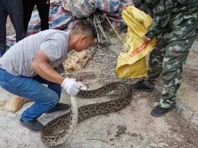 "蛇哥"频“吃鸡”？莫怕！五华民警一直在线...