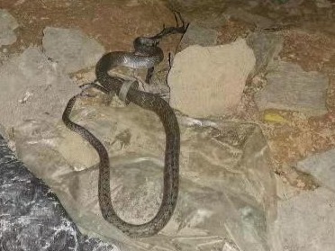 蛇进城，夜晚来吓人！