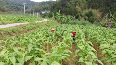 又到“金叶”飘香时，平远烟农喜奔致富路！
