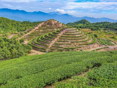 梅州这4款茶，入选广东省现代农业产业园百家手信名单！买手信不愁啦~