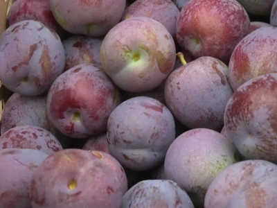 这“李”超甜！平远上举凤凰李成熟上市迎来采摘季