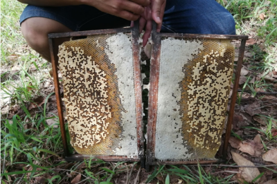 民生追踪丨蜂蜜滞销，不少市民纷纷加入购买行列