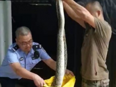 直击捕蛇放生现场！“小青”，你又来闲逛了...