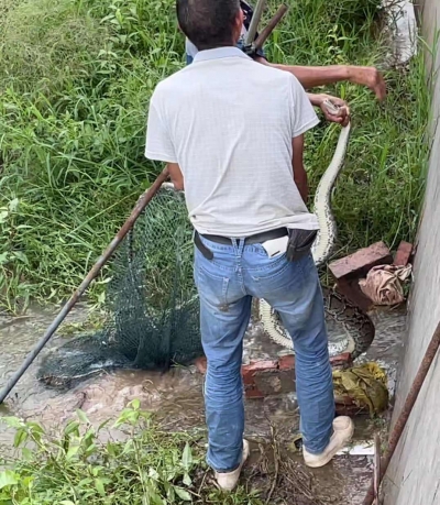 大“蛇哥”又出没，这次是下鱼塘吃鱼！