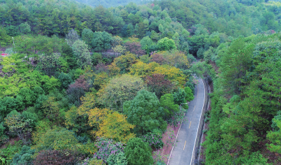 筑牢森林“防火墙” 守住青山一片绿！梅州各地积极开展森林防灭火宣传活动