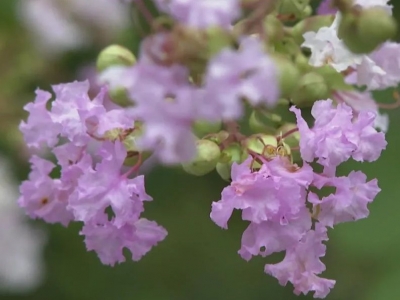 邂逅“紫色浪漫”！平远石龙寨紫薇花开，为县城添夏日新景