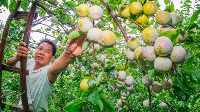 夏天最“李”想的味道！又甜又脆，梅县区石坑镇岭村千亩奈李成熟了...