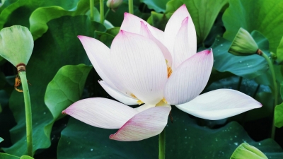 百亩碧荷竞相绽放！平远县杞园村的夏天美得一塌糊涂