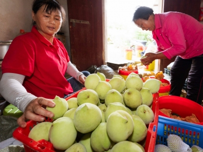 甜蜜来袭！梅县这个村鹰嘴桃大丰收，美味难以“桃”脱~