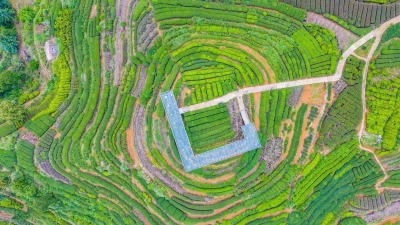 茶乡，茶香！看大埔县如何“点叶成金”...