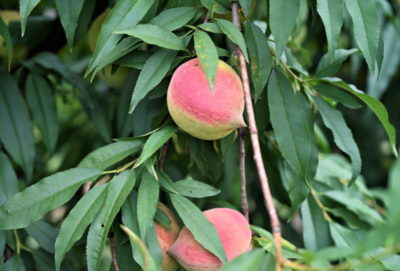 脆甜爽口！平远八尺镇鹰嘴桃开摘啦