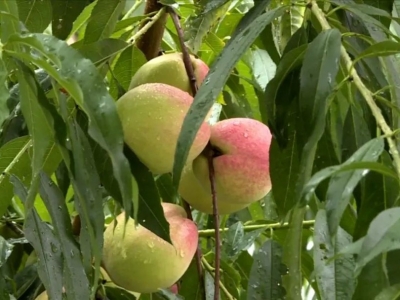 满园桃李香 采摘正当时！丰顺县八乡山镇马山村的鹰嘴桃成熟啦