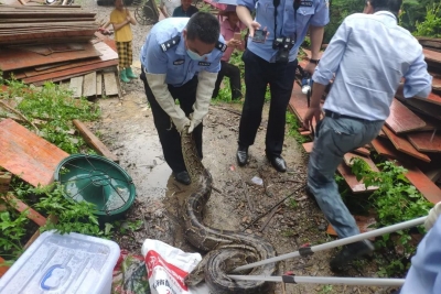 85斤巨蟒！“白娘子”，你这是迷路了吧...