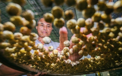 增收致富“金豆豆”！梅县区这个种植基地村民乐开了花...